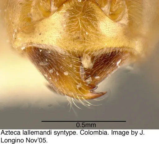 Azteca lallemandi specimen JTL073593 image jtl073593_4