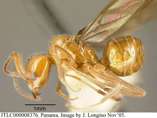 Azteca lallemandi specimen JTLC000008376 image jtlc000008376_2
