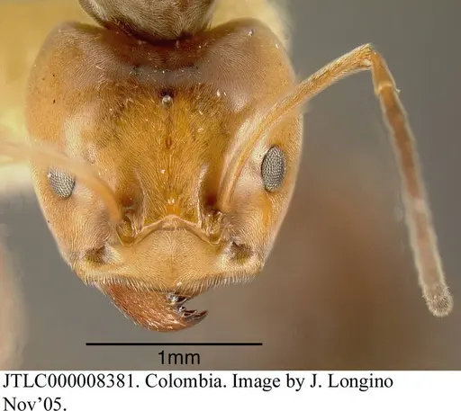 Azteca lallemandi specimen JTLC000008381 image jtlc000008381_1