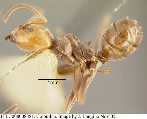 Azteca lallemandi specimen JTLC000008381 image jtlc000008381_2
