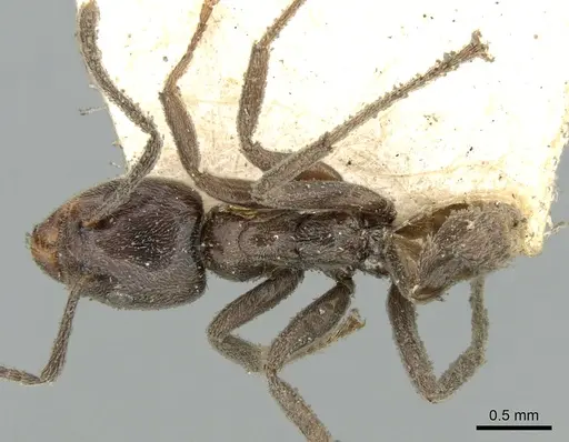 Azteca lanuginosa specimen CASENT0906238 image casent0906238_1