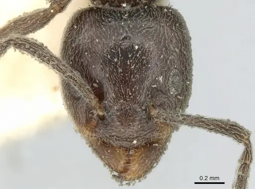 Azteca lanuginosa specimen CASENT0906238 image casent0906238_2