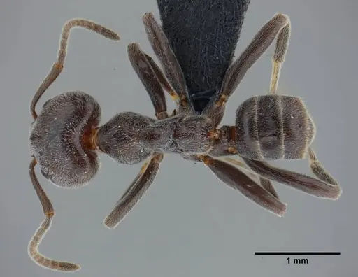 Azteca lanuginosa specimen UFV-LABECOL-000274 image ufv-labecol-000274_1