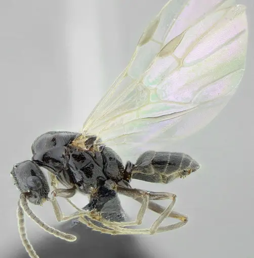 Azteca lanuginosa specimen UFV-LABECOL-007532 image ufv-labecol-007532_4