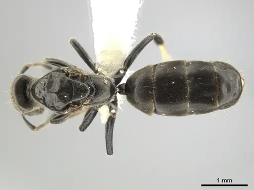 Azteca longiceps specimen CASENT0647019 image casent0647019_1