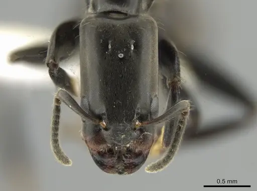 Azteca longiceps specimen CASENT0647019 image casent0647019_2