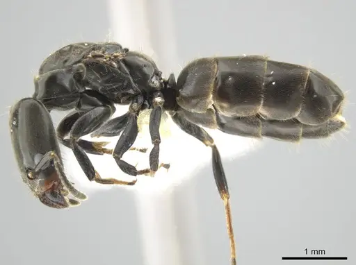 Azteca longiceps specimen CASENT0647019 image casent0647019_3