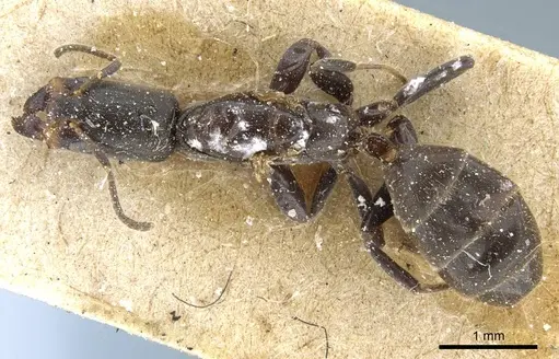 Azteca longiceps specimen CASENT0905105 image casent0905105_1