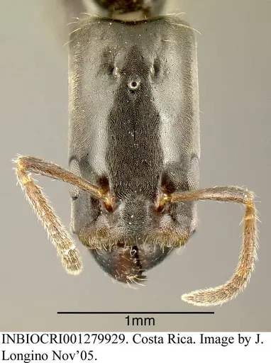 Azteca longiceps specimen INBIOCRI001279929 image inbiocri001279929_1