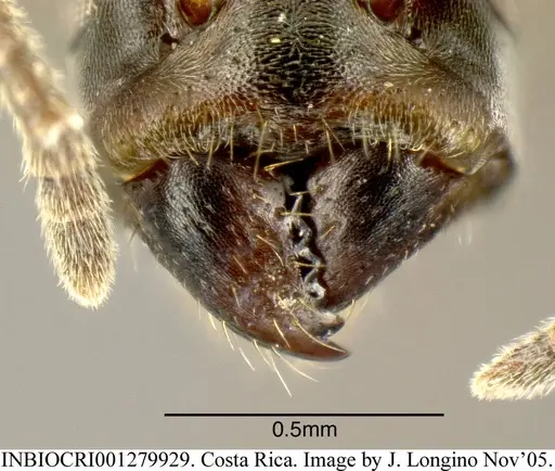 Azteca longiceps specimen INBIOCRI001279929 image inbiocri001279929_2