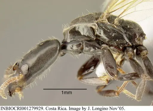 Azteca longiceps specimen INBIOCRI001279929 image inbiocri001279929_3