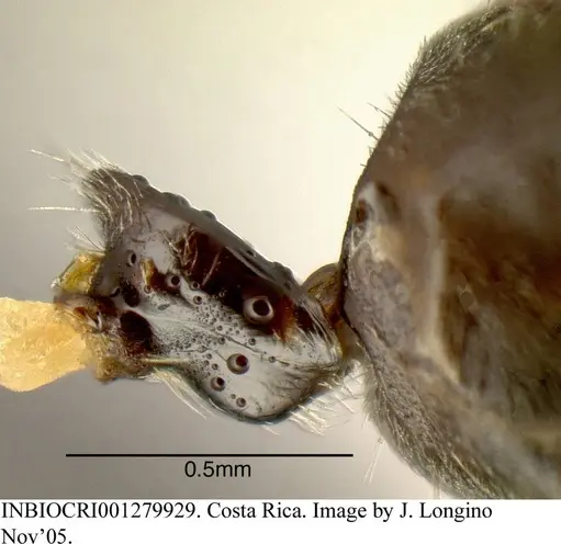 Azteca longiceps specimen INBIOCRI001279929 image inbiocri001279929_4