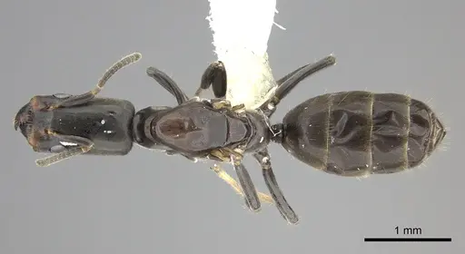 Azteca longiceps specimen INBIOCRI001279983 image inbiocri001279983_1