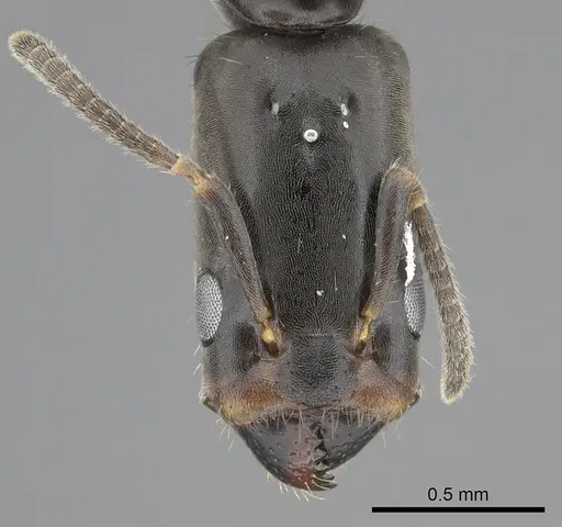 Azteca longiceps specimen INBIOCRI001279983 image inbiocri001279983_2