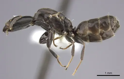 Azteca longiceps specimen INBIOCRI001279983 image inbiocri001279983_3