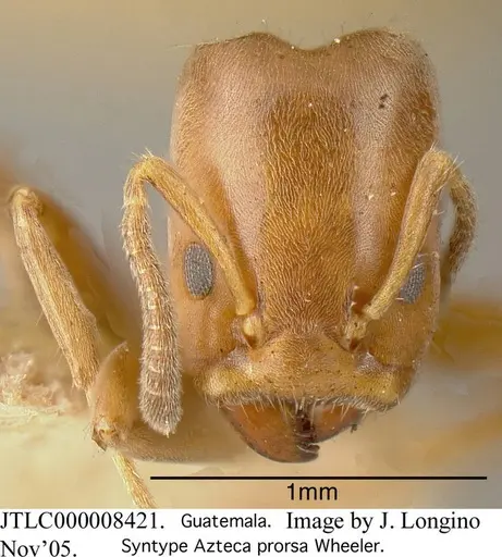 Azteca longiceps specimen JTLC000008421 image jtlc000008421_1