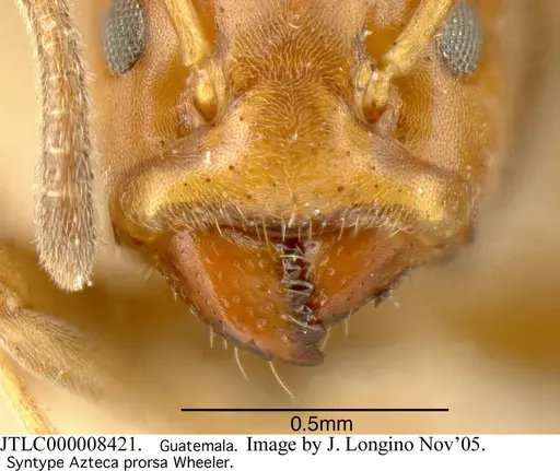 Azteca longiceps specimen JTLC000008421 image jtlc000008421_2
