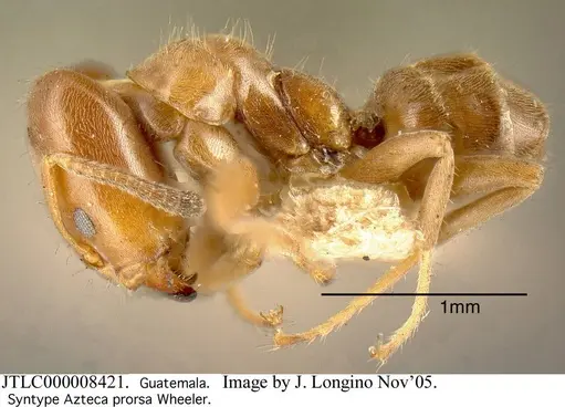 Azteca longiceps specimen JTLC000008421 image jtlc000008421_3