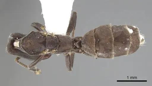 Azteca longiceps specimen JTLC000009517 image jtlc000009517_1