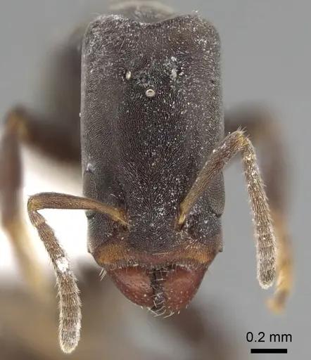 Azteca longiceps specimen JTLC000009517 image jtlc000009517_2
