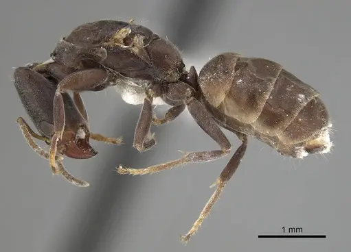 Azteca longiceps specimen JTLC000009517 image jtlc000009517_3