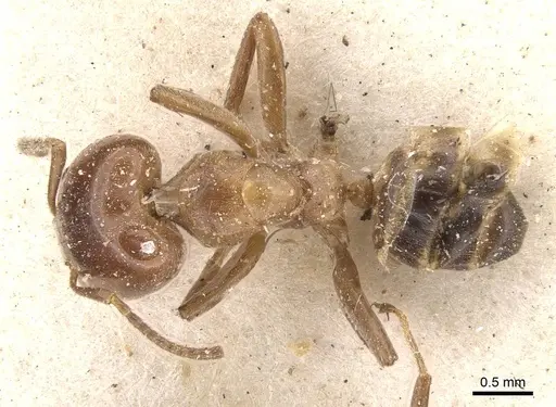 Azteca lucida specimen CASENT0909588 image casent0909588_1