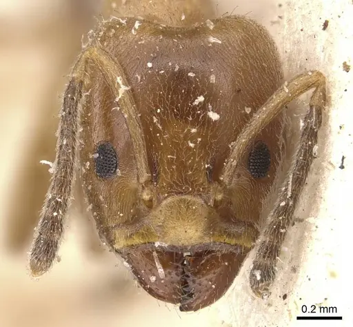 Azteca lucida specimen CASENT0909589 image casent0909589_2