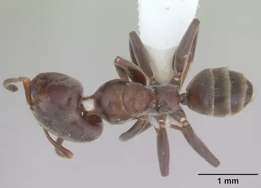 Azteca luederwaldti specimen CASENT0173828 image casent0173828_1