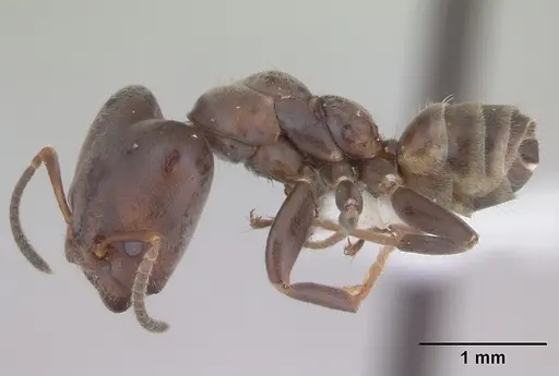 Azteca luederwaldti specimen CASENT0173828 image casent0173828_3