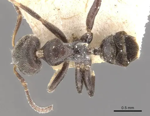 Azteca luederwaldti specimen CASENT0909652 image casent0909652_1