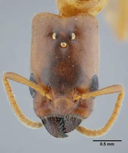 Azteca mayrii specimen UFV-LABECOL-005919 image ufv-labecol-005919_2