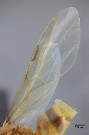 Azteca mayrii specimen UFV-LABECOL-005919 image ufv-labecol-005919_4