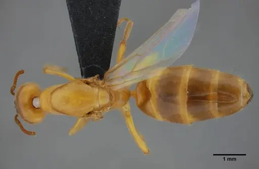 Azteca mayrii specimen UFV-LABECOL-007256 image ufv-labecol-007256_1