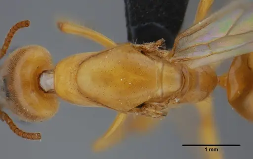 Azteca mayrii specimen UFV-LABECOL-007256 image ufv-labecol-007256_2