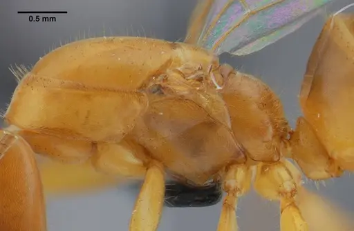 Azteca mayrii specimen UFV-LABECOL-007256 image ufv-labecol-007256_6