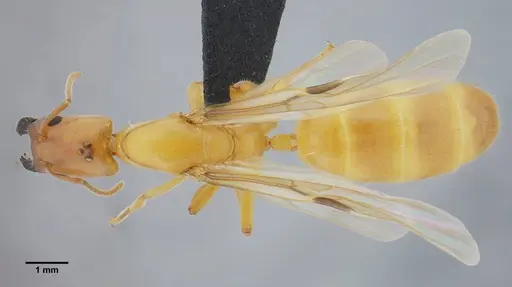 Azteca mayrii specimen UFV-LABECOL-007258 image ufv-labecol-007258_1