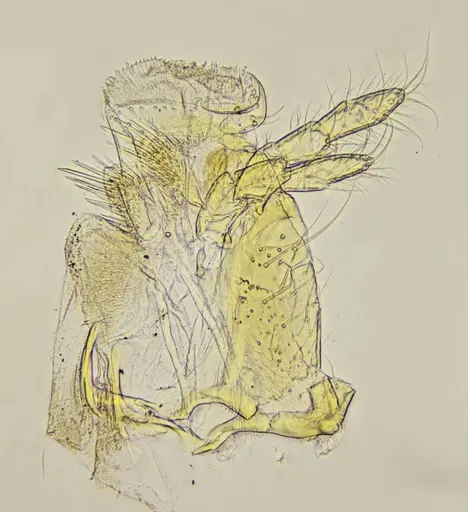 Azteca mayrii specimen UFV-LABECOL-007258 image ufv-labecol-007258_4