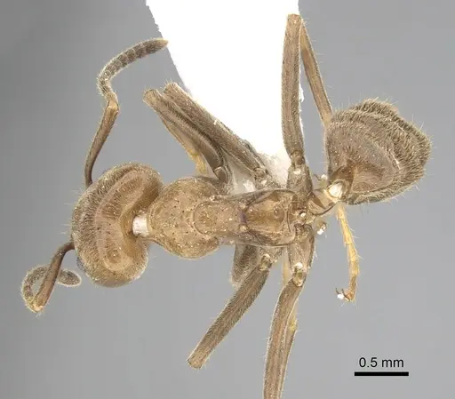 Azteca merida specimen CASENT0249546 image casent0249546_1