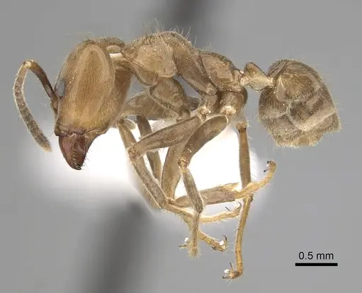 Azteca merida specimen CASENT0249546 image casent0249546_3