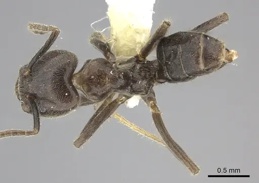 Azteca merida specimen CASENT0619160 image casent0619160_1