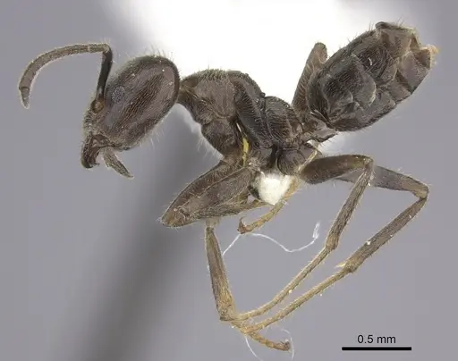 Azteca merida specimen CASENT0619160 image casent0619160_3