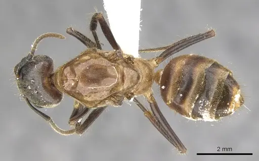 Azteca merida specimen CASENT0903007 image casent0903007_1