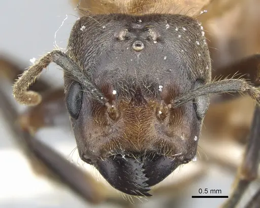 Azteca merida specimen CASENT0903007 image casent0903007_2