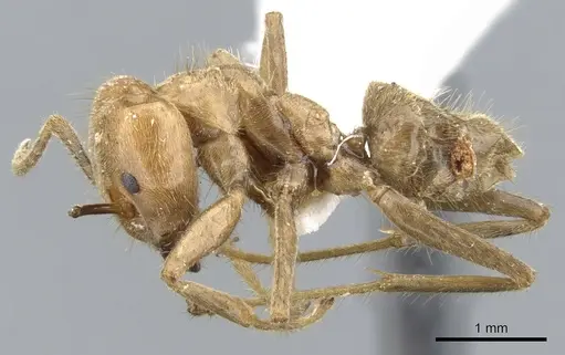 Azteca merida specimen CASENT0903008 image casent0903008_3
