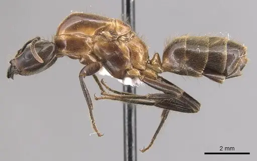 Azteca merida specimen CASENT0905086 image casent0905086_3