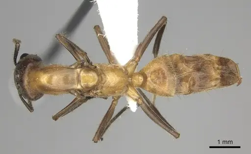 Azteca merida specimen JTLC000008079 image jtlc000008079_1