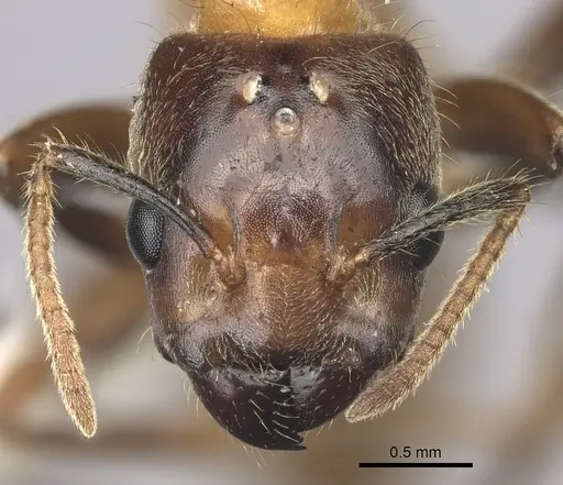 Azteca merida specimen JTLC000008079 image jtlc000008079_2