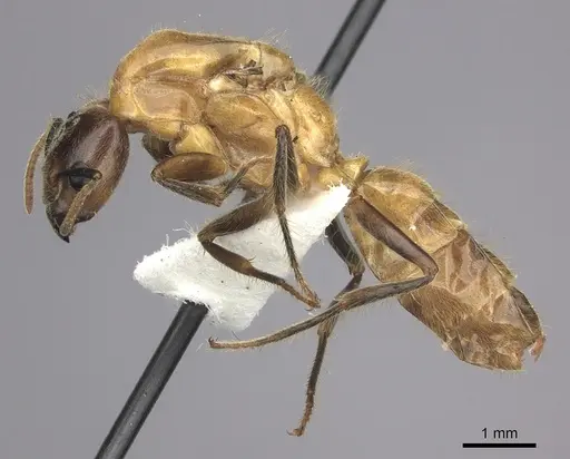 Azteca merida specimen JTLC000008079 image jtlc000008079_3