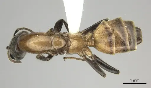 Azteca muelleri specimen CASENT0249596 image casent0249596_1