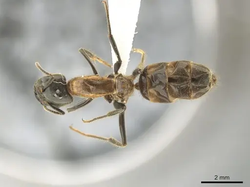 Azteca muelleri specimen CASENT0624629 image casent0624629_1